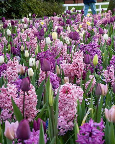 Zmes Fragrant Surprise